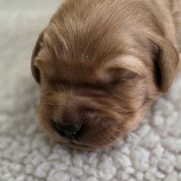 Black - Dark golden male Golden Retriever puppy in Limon, Colorado from Big Sandy Golden Retrievers
