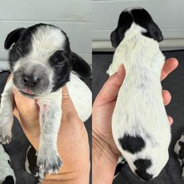Blue roan boy 2 - Blue roan male English Cocker Spaniel puppy in Millen, Georgia from Pine Hill Kennels