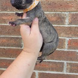 Peeves - Brindle male Great Dane puppy in Arlington, Texas from Scoober Danes