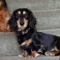 Rizzo - Dachshund