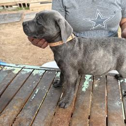 Girl 5 - Gray brindle female Cane Corso puppy in Granbury, Texas from Revolutions Kennel