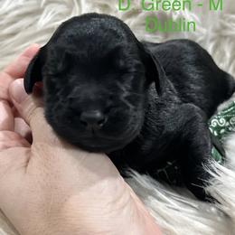 D. Green - Dublin - Black male Goldendoodle puppy in Orange City, Florida from Rainbow Doodle