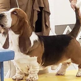Basset Hounds from Ozarks Bassets