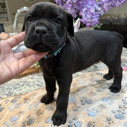 Light Blue Collar Boy - Black male Cane Corso puppy in Murrieta, California from KJ Cane Corso
