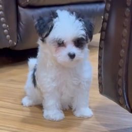 Mylie - Parti female Maltipoo puppy in Lebanon, Kentucky from Mosaic Merle Doodles