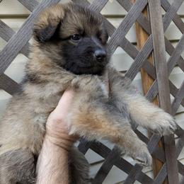 Ratite - Sable female German Shepherd puppy in Olean, New York from F&B Kennels