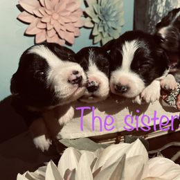 Border Collie Puppies from SoCal Border Collies