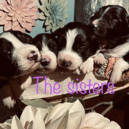 Border Collie Puppies from SoCal Border Collies