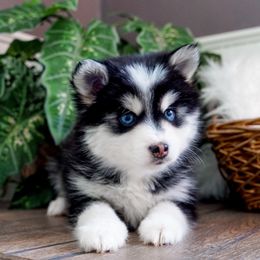 Pomsky Puppies from Arctic Star Pomskies