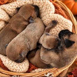 3rd Pick - Fawn male Boerboel puppy in Pennsylvania from Cold River Boerboels