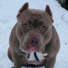 American Bully All Grown Up from Don't Ya Know Mn Bullies