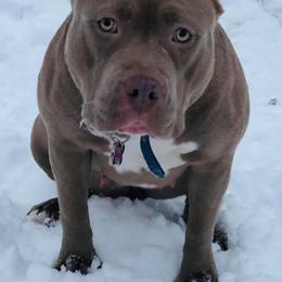 American Bully All Grown Up from Don't Ya Know Mn Bullies