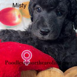 Misty - Silver female Poodle puppy in Greenville, North Carolina from Grace Poodles