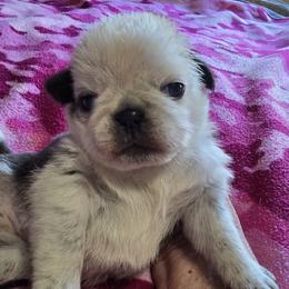 Pug Puppies from Royal House of Pugs