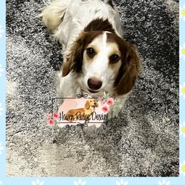 Sophie - Dachshund