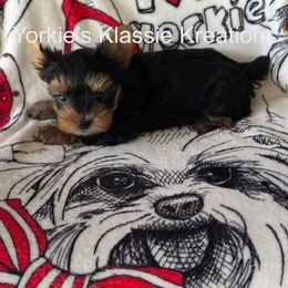 Laila - Black and tan female Yorkshire Terrier puppy in Dierks, Arkansas from Yorkie’s Klassie Kreations