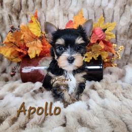 Apollo - Black and tan male Yorkshire Terrier puppy in Adair, Oklahoma from Phillippe's Puppy Paws