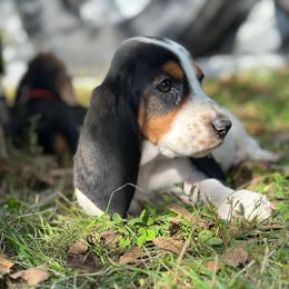 Pink Collar Female - Black brown and white female Basset Hound puppy in Lindley, New York from Hill Top Basset Hounds & Cane Corso