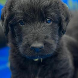 Assorted Doodle Crosses Puppies from Versi Canines