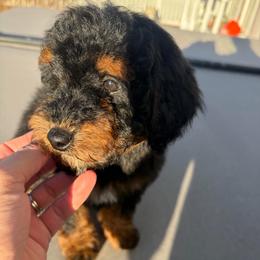 Elizabeth Swan  (purple collar) - Phantom female Poodle puppy in Henefer, Utah from Mountain Valley Poodles