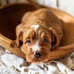Breezy - Red  female Goldendoodle puppy in Apopka, Florida from The Classic Doodle