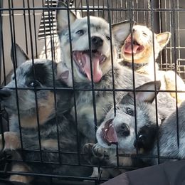 Australian Cattle Dog Puppies from Wood Haven Farm of SC