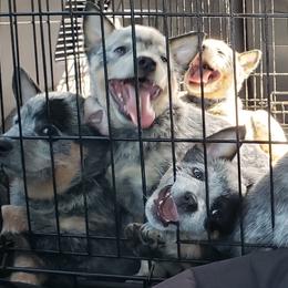 Australian Cattle Dog Puppies from Wood Haven Farm of SC