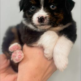 Boy 4 - Black tri Miniature Australian Shepherd puppy in Greensboro, North Carolina from Rambling L Toy& Mini Aussies