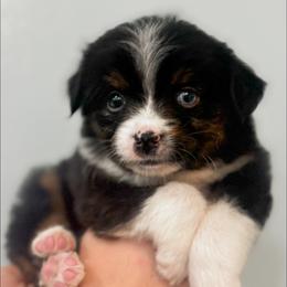 Boy 4 - Black tri Miniature Australian Shepherd puppy in Greensboro, North Carolina from Rambling L Toy& Mini Aussies