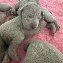 Weimaraner Puppies from Trax Weimaraners