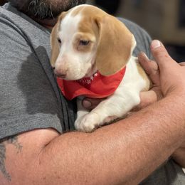 Dachshund Puppies from JK Kennel