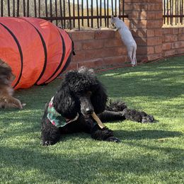 Goldendoodle Puppies from Arizona Doodles