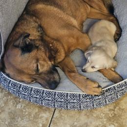 Dachshund Puppies from Loyal Lil Dachshunds