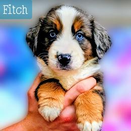 Fitch - Blue merle male Miniature Australian Shepherd puppy in Punta Gorda, Florida from Christie's Creekside Aussies