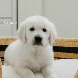 Luca - Light golden male Golden Retriever puppy in Manti, Utah from Arrowhead Kennels