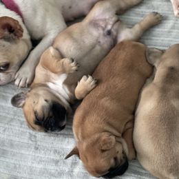 French Bulldogs from Forever Frenchies