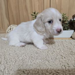 Cosmo - Piebald male Dachshund puppy in Centerville, Georgia from Mel's LowRider Ranch