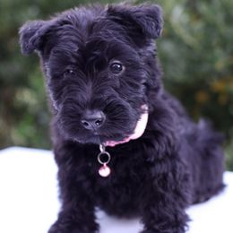 Zoey - Black female Scottish Terrier puppy in Mount Joy, Pennsylvania from K&M Kennel