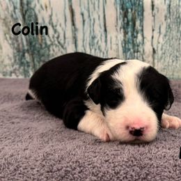 Colin - Black and white male Sheepadoodle puppy in Taber, Idaho from Son of a Poodle Sheepadoodles