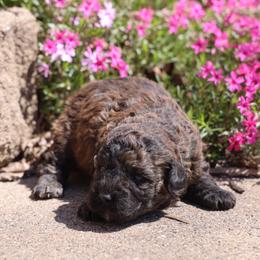 Onna - Merle female Whoodle puppy in West Bend, Iowa from Blue Skies Terriers