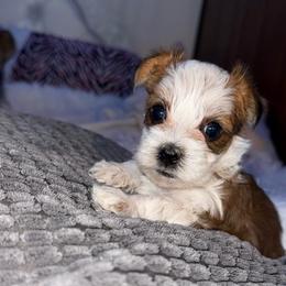 Diamond - Chocolate, tan and white female Yorkshire Terrier puppy in Parma, Ohio from My Exotic Yorkies LLC