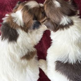 Morkie puppies from MC Kennels