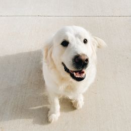 Henrietta - Golden Retriever