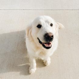Henrietta - Golden Retriever