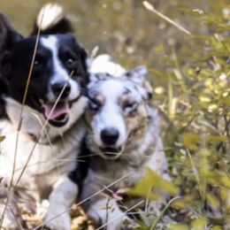 Cardigan Welsh Corgis and Scottish Terriers from Cheeky Corgi Cardigans