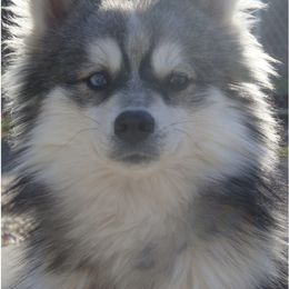 Steele - Pomsky
