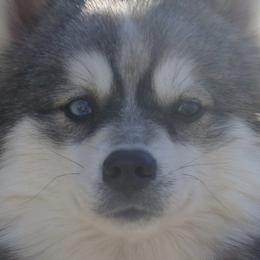 Steele - Pomsky