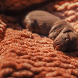 Dachshund Puppies from Miniature Alphas Dachshunds