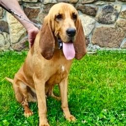 Copper - Bloodhound