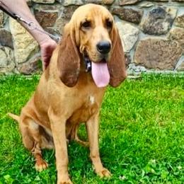 Copper - Bloodhound